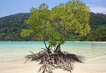 スリン島スピードボート　プーケット6