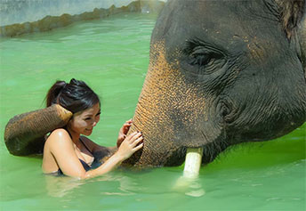 エレファントキャンプ