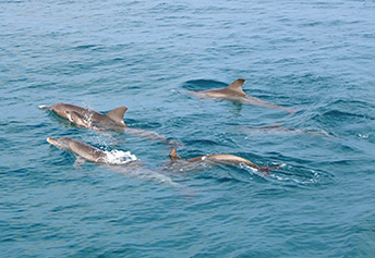 ドルフィンウォッチング