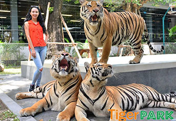 タイガーパーク