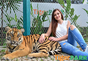 タイガーパーク