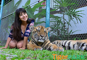 スモールタイガー