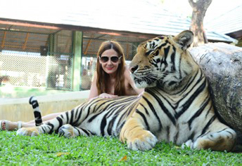 ミディアムタイガー