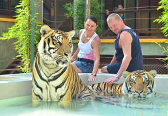 タイガーキングダム