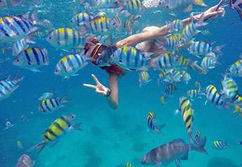 ピピバンブー日本語