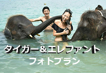 タイガー＆エレファント