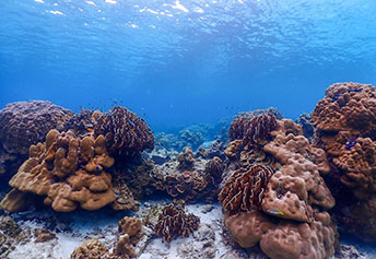 シミラン島ツアー